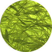 L'AFA du lac Klamath, algue bleu-vert (ABV), cyanobactérie Aphanizomenon Flos Aquae aussi appelée AlphaOne a des propriétés fantastiques. Vous ne devriez pas passer à coté de cet allié de poids pour votre santé et votre bien-être.