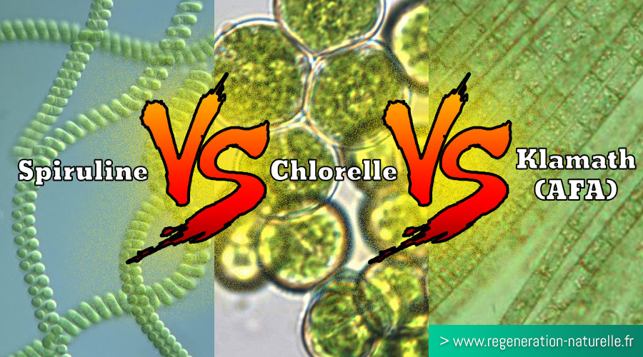 Quelle algue choisir entre la Spiruline, la Chlorelle et la Klamath (AlphaOne - SynerJ-Health) ? Quelles sont leurs différentes propriétés ? 