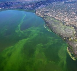Vue du lac Klamath en Oregon (USA) ou pousse naturellement l'Aphanizomenon Flos Aquae (AFA) importée en UE grâce à Jacques Prunier fondateur du groupe SynerJ-Health.