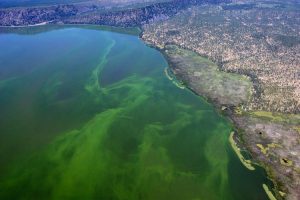 Blick auf den Klamath Lake in Oregon (USA), wo Aphanizomenon Flos Aquae (AFA) auf natürliche Weise wächst und dank Jacques Prunier, Gründer der SynerJ-Health-Gruppe, in die EU importiert wird.