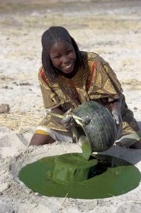 Spirulina wird seit Anbeginn der Zeit im Tschad künstlich auf Gülle angebaut. AFA (AlphaOne SynerJ-Health) wird in wildem und natürlichem Zustand geerntet.