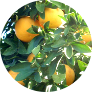 Le pamplemousse, appelé pomelo, Citrus Paradisi, est utilisé depuis des millénaires pour ses nombreuses propriétés thérapeutiques, notamment ses pépins dont on extrait un liquide puissant, antibactérien, fongicide, antiviral, l'EPP (ou Extrait de Pépins de Pamplemousse), commercialisé sous l'appellation SynerPeps Citropur par SynerJ-Health de Jacques Prunier.